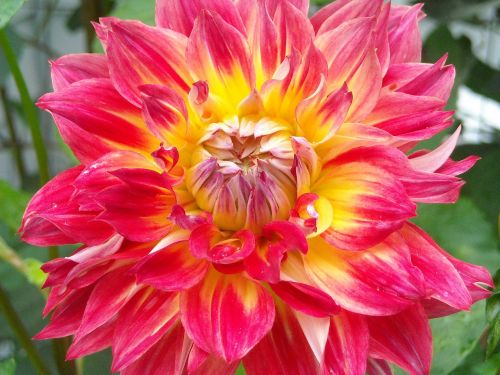 dahlia flower summer