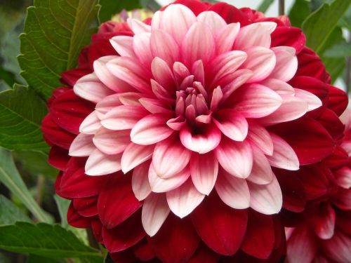 dahlia flower summer