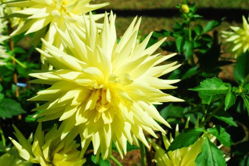 dahlia flower yellow flower