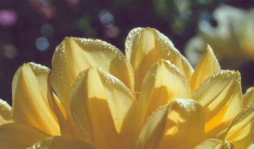 dahlia yellow dew