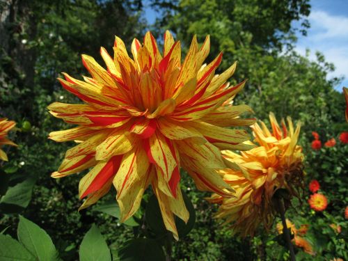 dahlia two tone summer