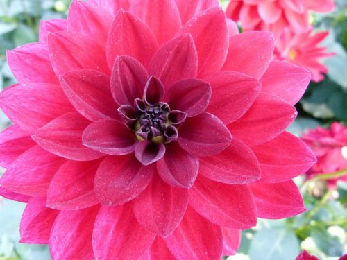 dahlia flower plant