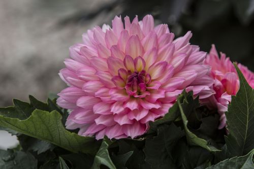 dahlia garden flower