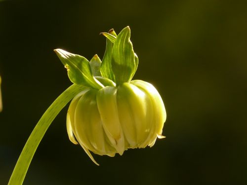 dahlia bud flower