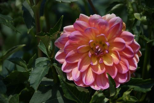 dahlia flower garden