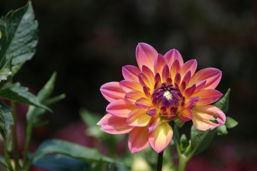 dahlia blossom nature