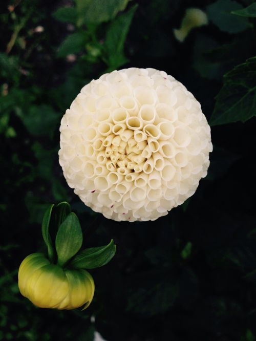 dahlia flower white