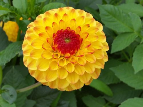 dahlia orange flower