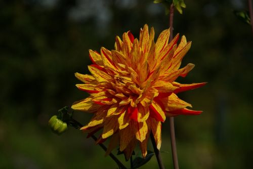 dahlia ornamental flower flower