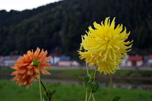 dahlia flower blossom