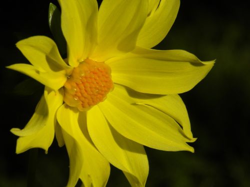 dahlia flower yellow