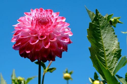 dahlia pink bud