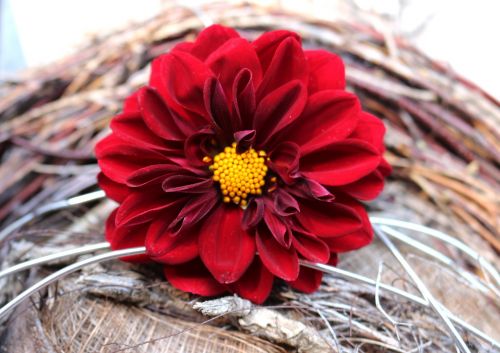 dahlia bright large blooms red