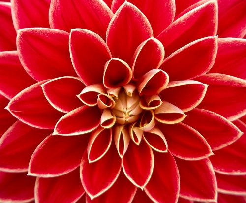 Dahlia Flower