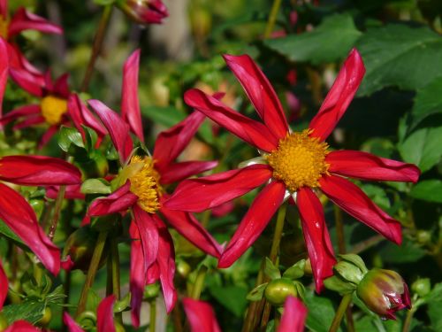 dahlia garden red flower