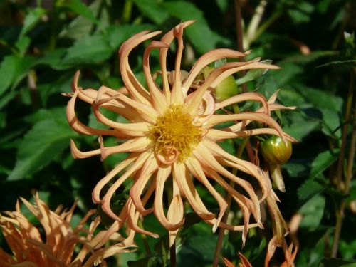 dahlia garden flower star
