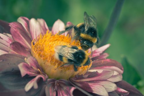 dahlia hortensis hummel blossom