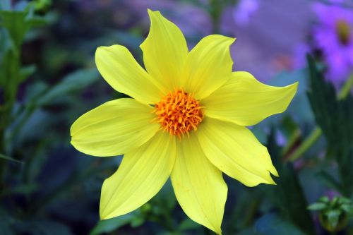 dahlia mignon yellow flower garden