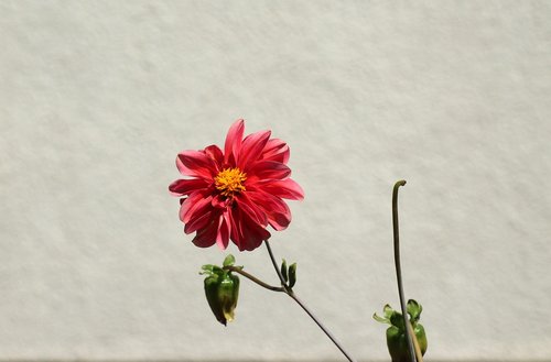 dahlia mignon  dahlia pinnata  red flower