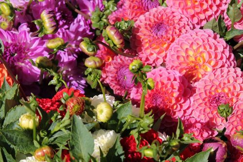 dahlias flowers bud