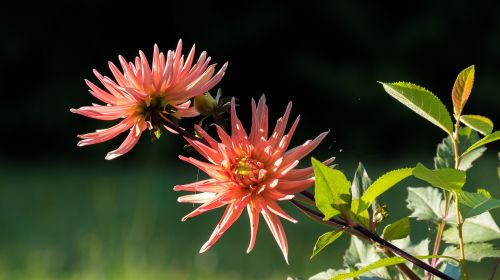 dahlias flower nature