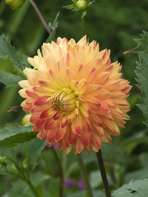 dahlias flowers nature