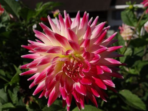 dahlias flower plant