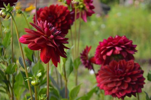 dahlias dahlia flowers