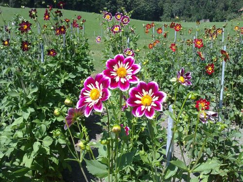 dahlias garden autumn