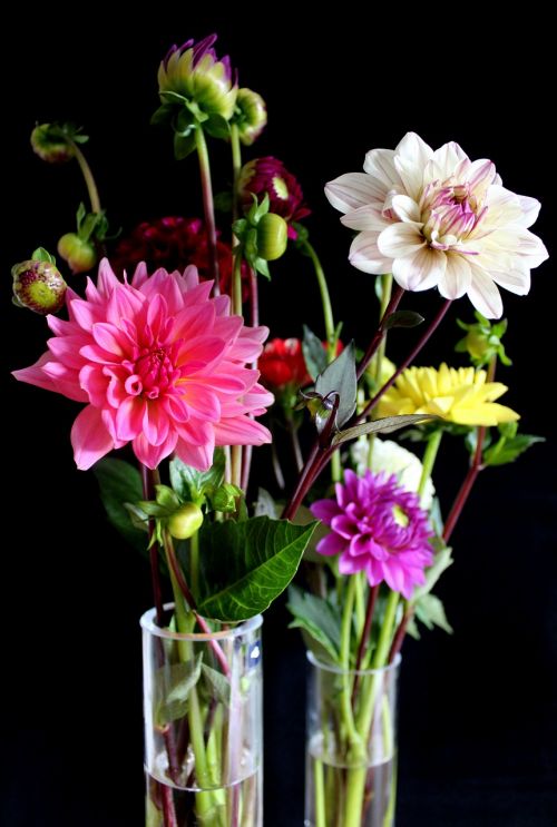 dahlias flowers vase