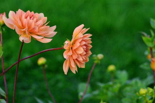 dahlias dahlia cultivas flower