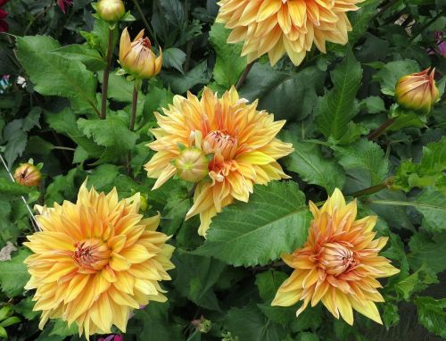 dahlias yellow bush