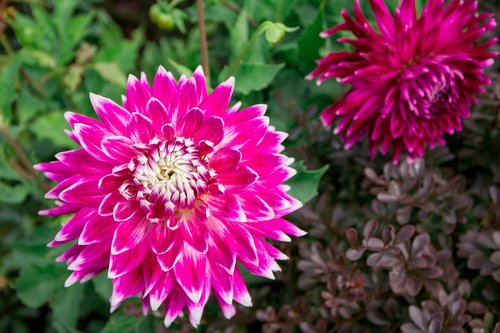 dahlias  pink  blossom