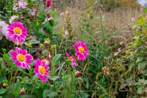 dahlias  pink  nature