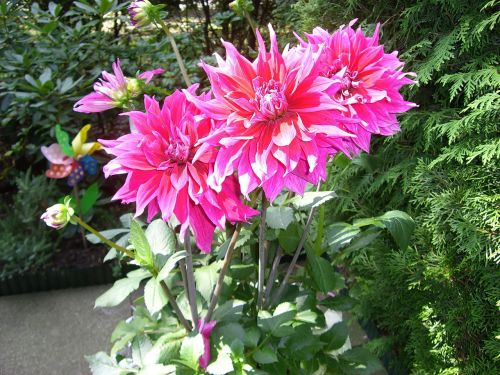 dahlias dahlia flower