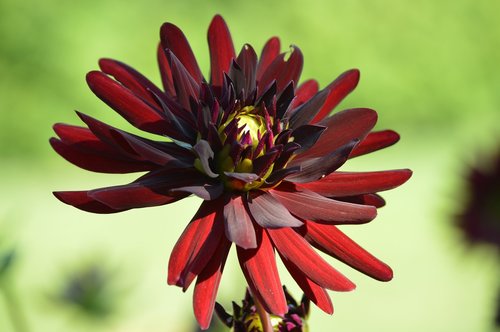 dahlias  georginien  flower