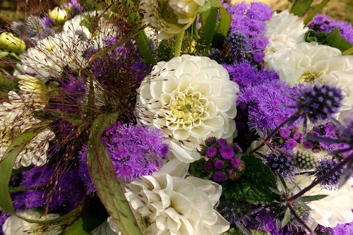 dahlias  summer flowers  colorful