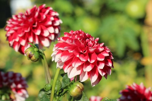 dahlias  georginie  flowers