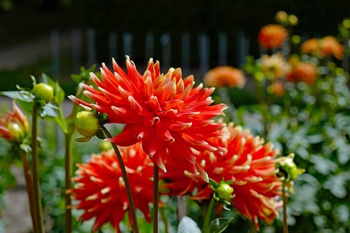 dahlias  flower  blossom