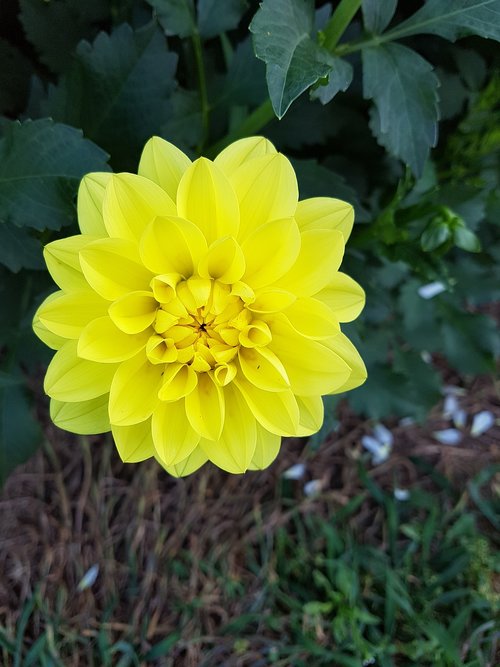 dahlias  flower  nature