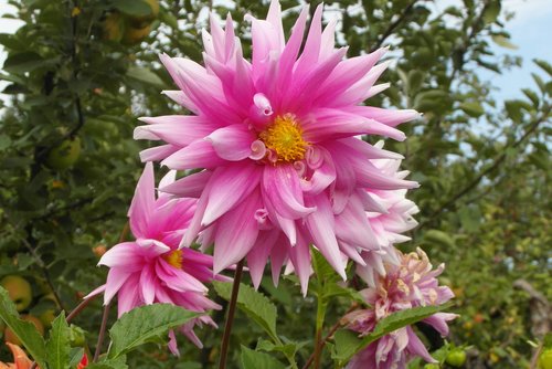 dahlias  garden  flower