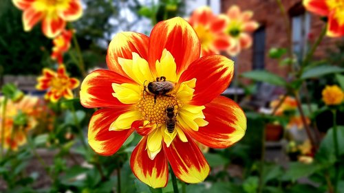 dahlias  flower  bee