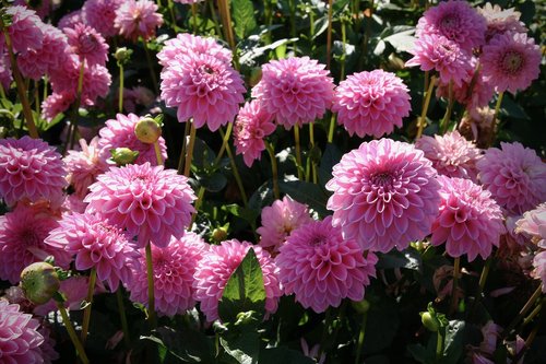 dahlias  flowers  pink