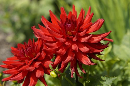 dahlias red flowers