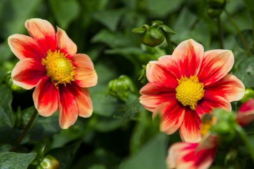 dahlias flowers red