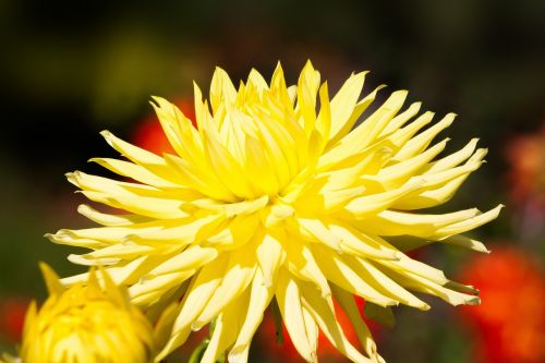 dahlias dahlia geothermal