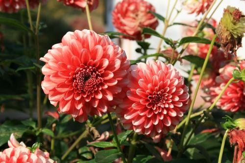 dahlias flowers red