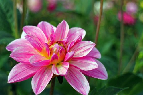 dahlias dahlia geothermal