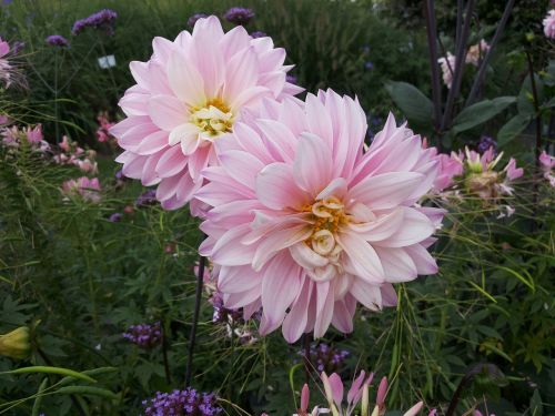 dahlias garden show flowers