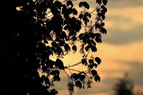 Dainty Leaves Against The Sunset